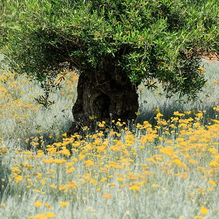 Ξενοδοχείο A Mandria Di Murtoli 5*