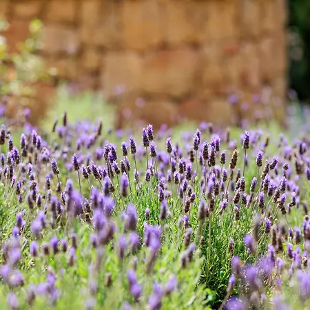A Mandria Di Murtoli מלון